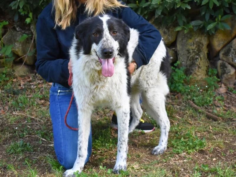 Jessie, 4yo mixed breed for adoption at Associazione ALFA, Roma