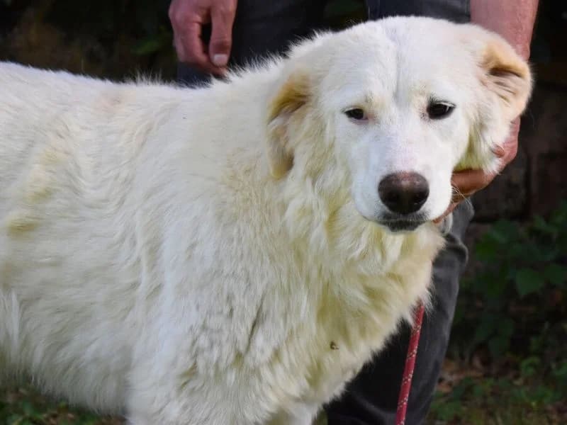 Kandie, 3yo mixed breed for adoption at Associazione ALFA, Roma