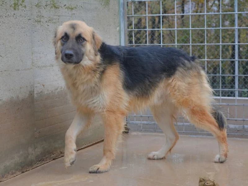 Khoren, 4yo mixed breed for adoption at Associazione ALFA, Roma
