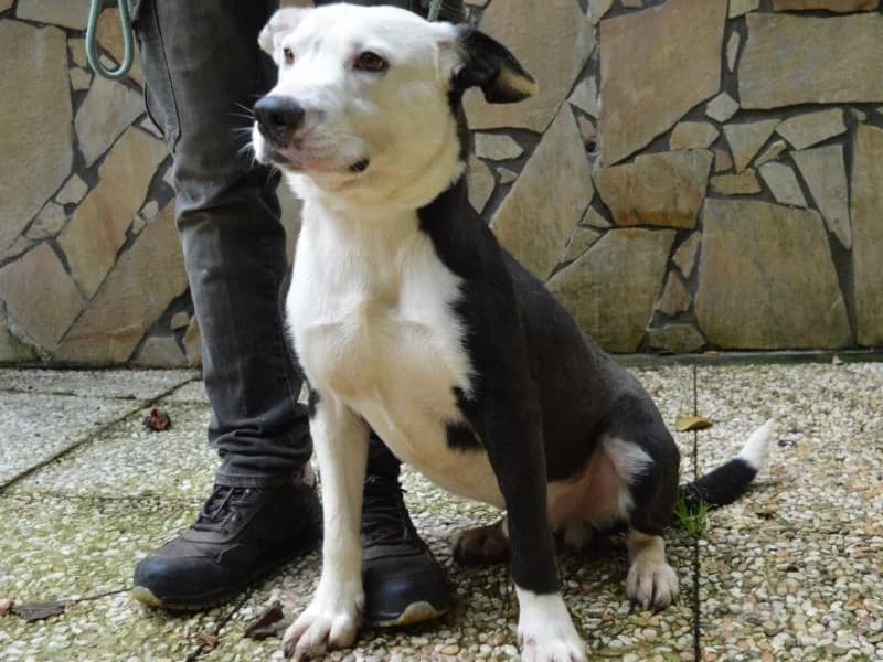 Lacko,  senior mixed breed for adoption at Associazione ALFA, Roma