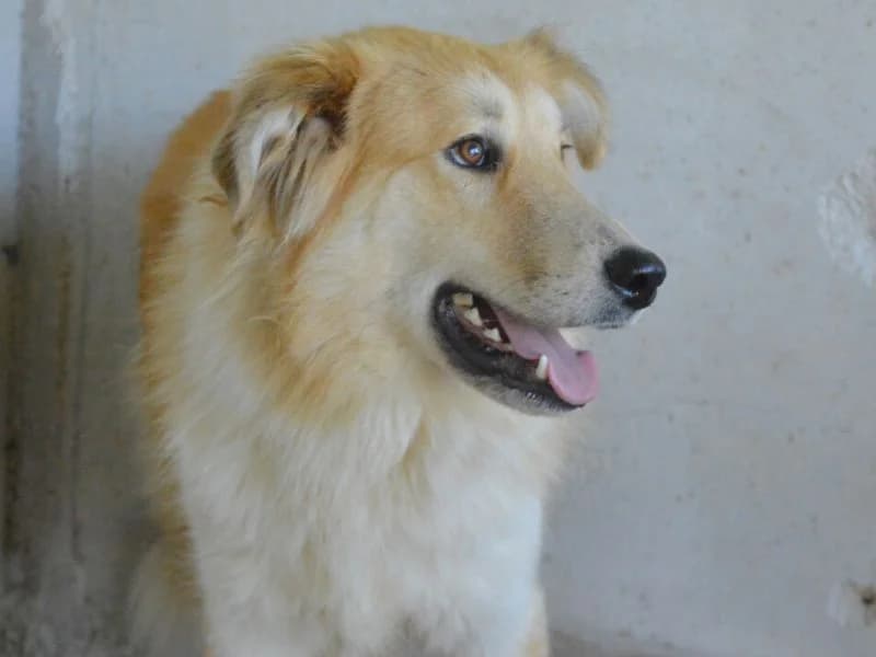 Lauritz, 3yo mixed breed for adoption at Associazione ALFA, Roma