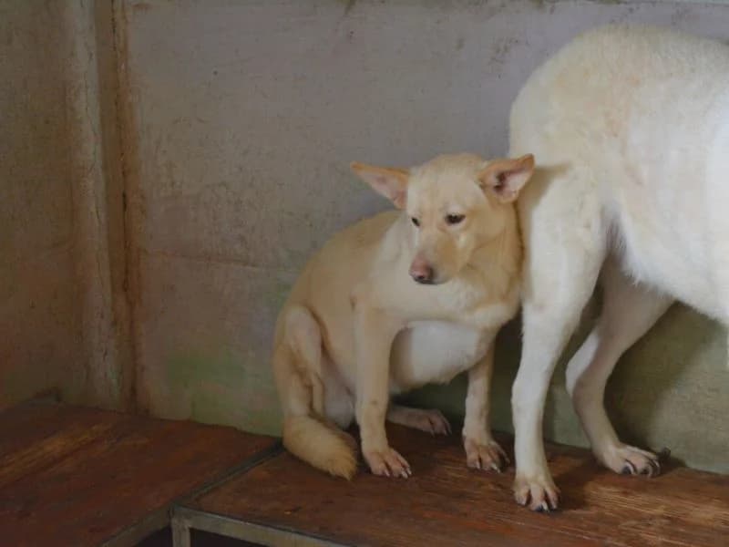 Luisina, 7yo mixed breed for adoption at Associazione ALFA, Roma