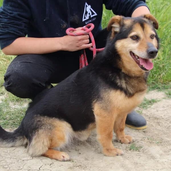 Macky,  mixed breed for adoption at Associazione ALFA, Roma