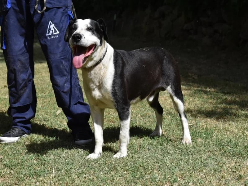 Manlio, 7yo mixed breed for adoption at Associazione ALFA, Roma