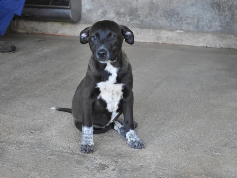 Marisca,  young mixed breed for adoption at Associazione ALFA, Roma