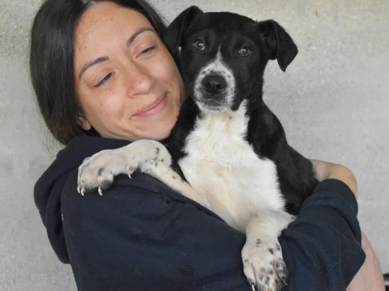 Mavette, male young mixed breed for adoption at Associazione ALFA, Roma