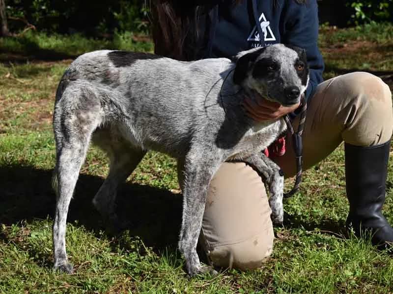 Medwin, 5yo mixed breed for adoption at Associazione ALFA, Roma