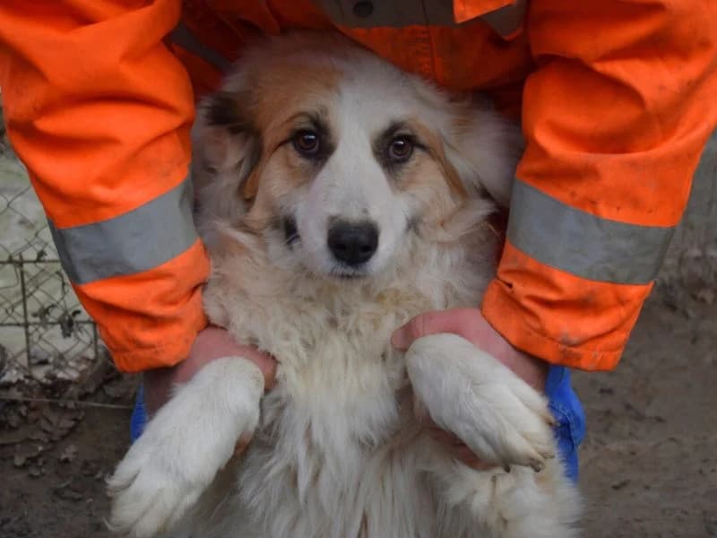 Milvia, 4yo mixed breed for adoption at Associazione ALFA, Roma