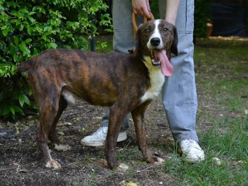 Morgath,  4yo mixed breed for adoption at Associazione ALFA, Roma