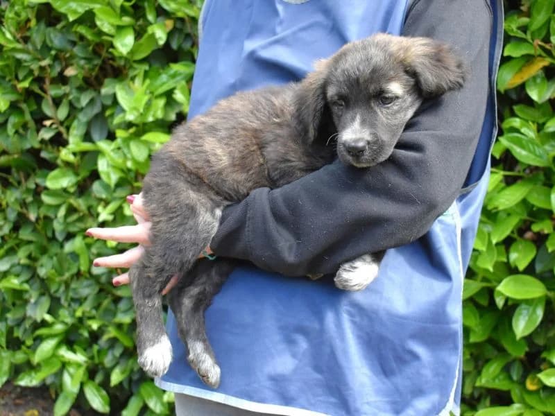 Nemy,  puppy mixed breed for adoption at Associazione ALFA, Roma
