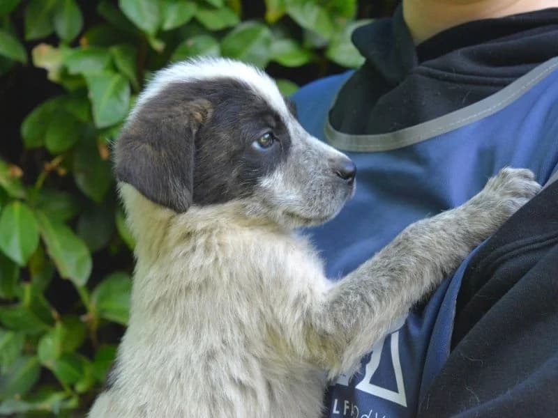 Neruk,  puppy mixed breed for adoption at Associazione ALFA, Roma