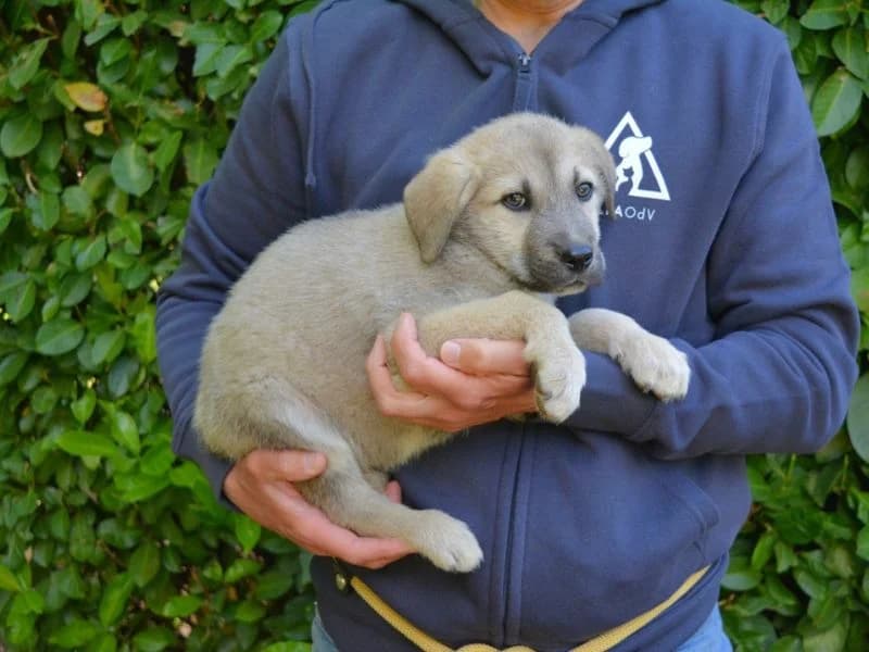 Nespik,  puppy mixed breed for adoption at Associazione ALFA, Roma