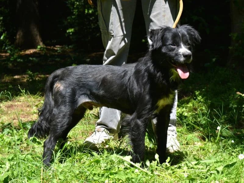 Nespino,  young mixed breed for adoption at Associazione ALFA, Roma