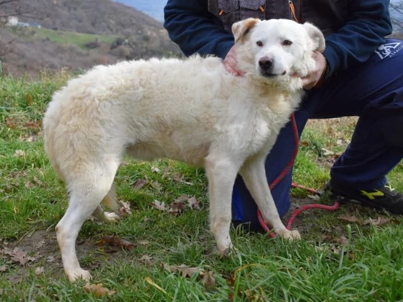 Nicio, 3yo mixed breed for adoption at Associazione ALFA, Roma