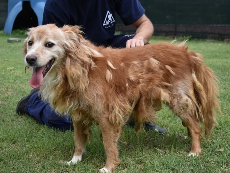 Nivek,  senior mixed breed for adoption at Associazione ALFA, Roma
