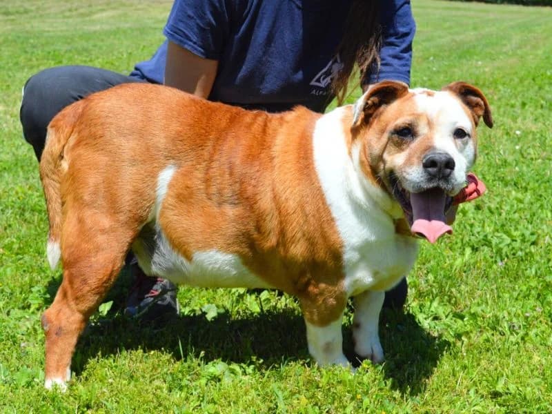 Nubio, female senior mixed breed for adoption at Associazione ALFA, Roma