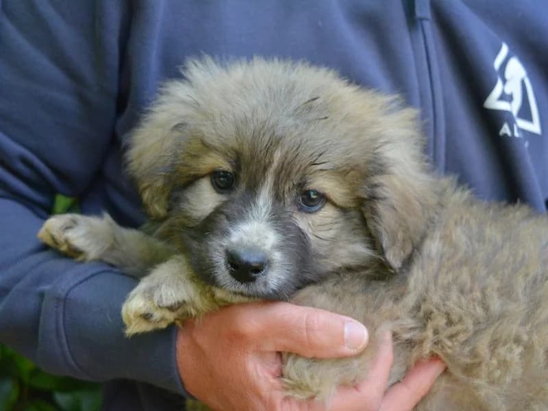Nuffy,  puppy mixed breed for adoption at Associazione ALFA, Roma