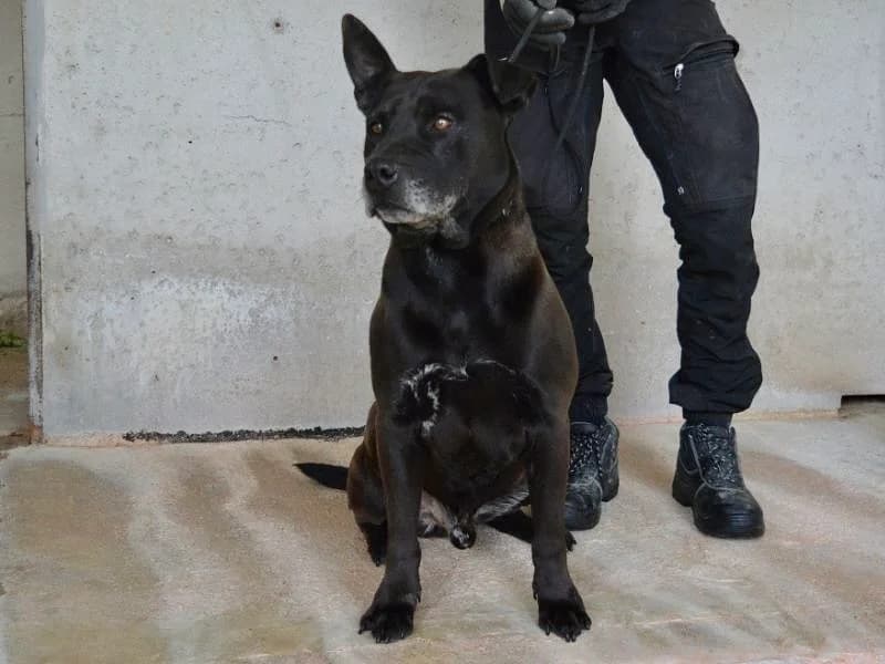 Quirinus, senior mixed breed for adoption at Associazione ALFA, Roma