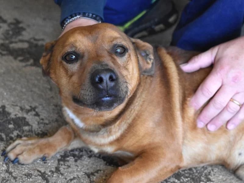 Quiryn,  3yo mixed breed for adoption at Associazione ALFA, Roma
