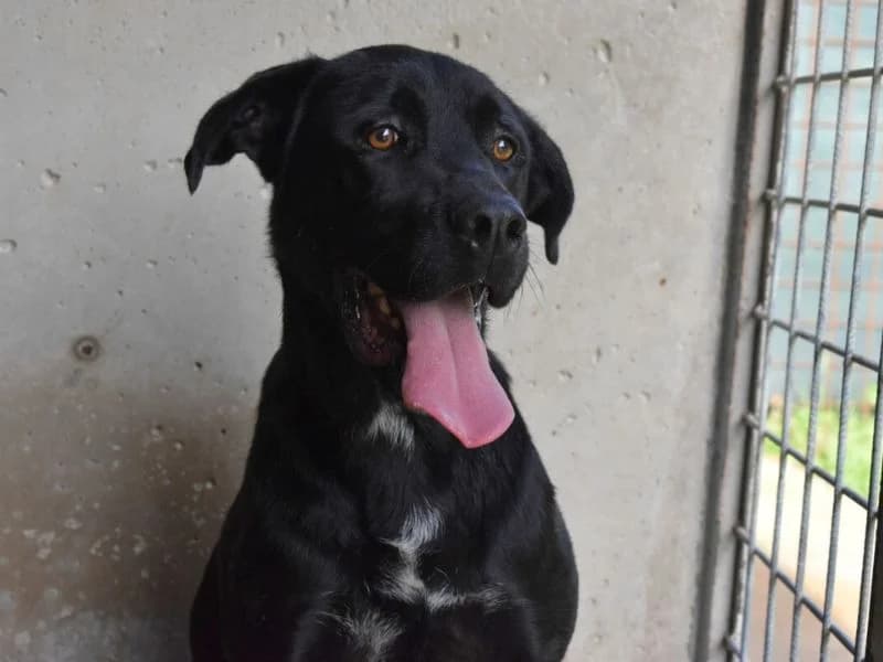 Rigoberto, 6yo mixed breed for adoption at Associazione ALFA, Roma
