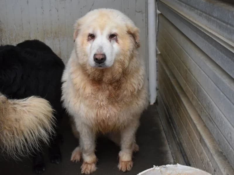 Roselia, 7yo mixed breed for adoption at Associazione ALFA, Roma