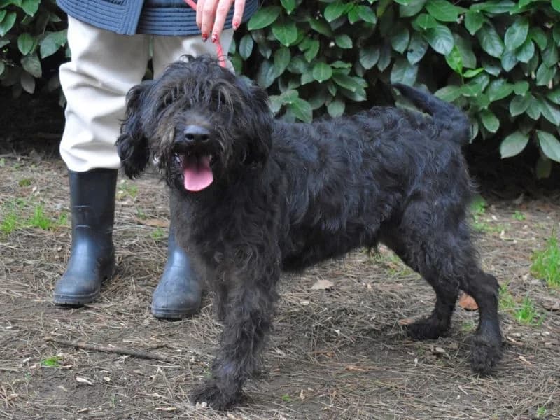 Rufino, 5yo mixed breed for adoption at Associazione ALFA, Roma