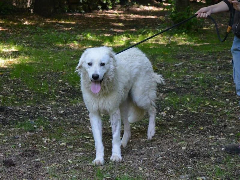 Sagitta,  young mixed breed for adoption at Associazione ALFA, Roma