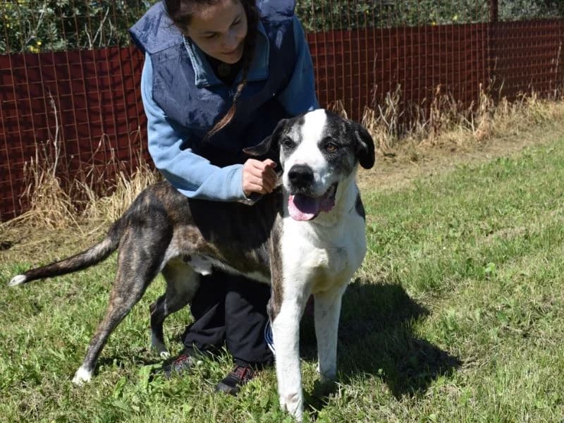 Sigismondo, female senior mixed breed for adoption at Associazione ALFA, Roma