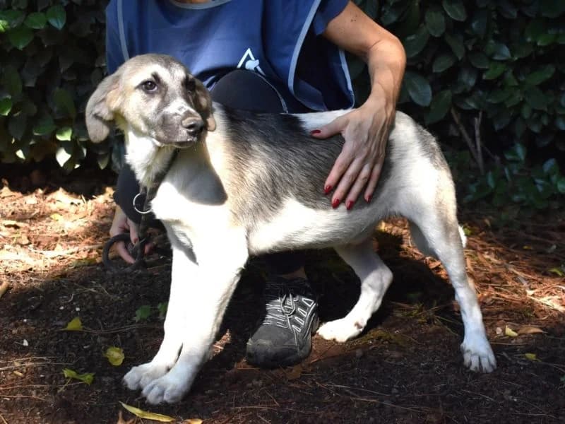 Skitter, young mixed breed for adoption at Associazione ALFA, Roma