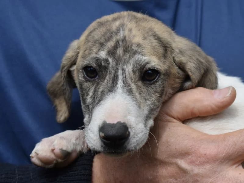 Tiriel,  puppy mixed breed for adoption at Associazione ALFA, Roma