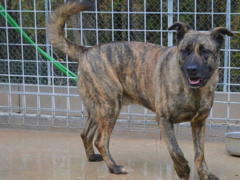Vitoldo,  senior mixed breed for adoption at Associazione ALFA, Roma