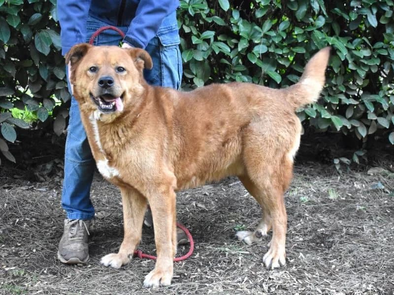 Vivaldo,  7yo mixed breed for adoption at Associazione ALFA, Roma