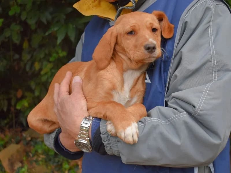 Wixelle,  mixed breed for adoption at Associazione ALFA, Roma
