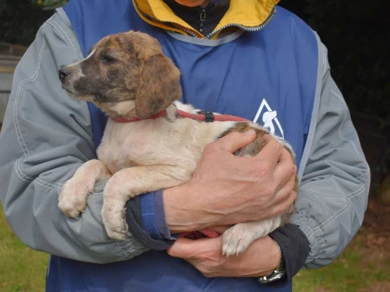 Woola,  puppy mixed breed for adoption at Associazione ALFA, Roma