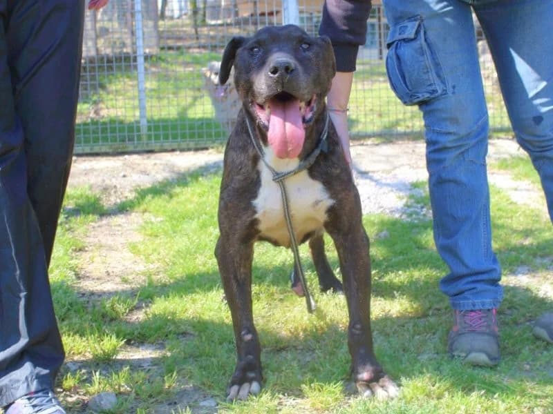 Xeno,  senior mixed breed for adoption at Associazione ALFA, Roma