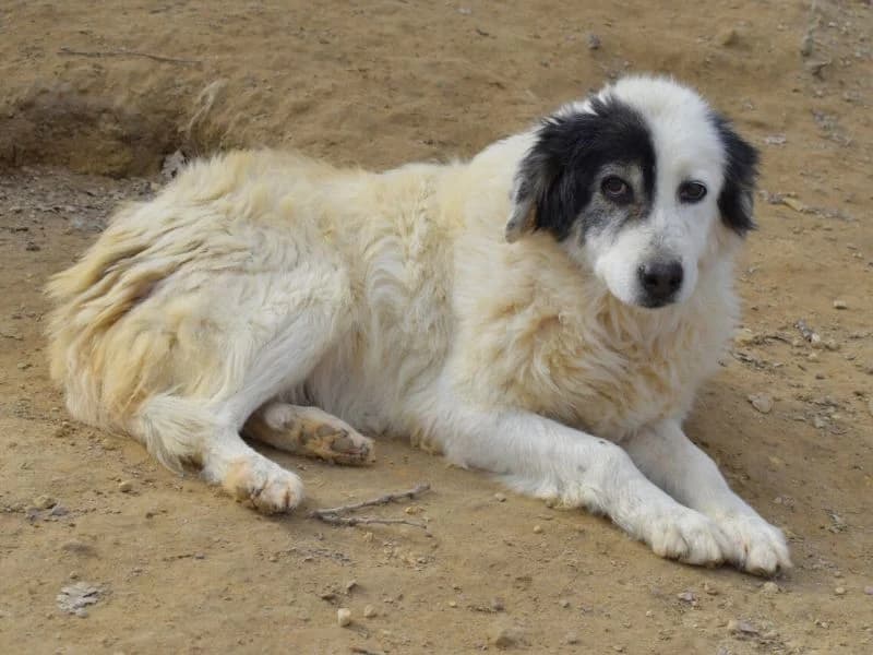 Yelena,  senior mixed breed for adoption at Associazione ALFA, Roma