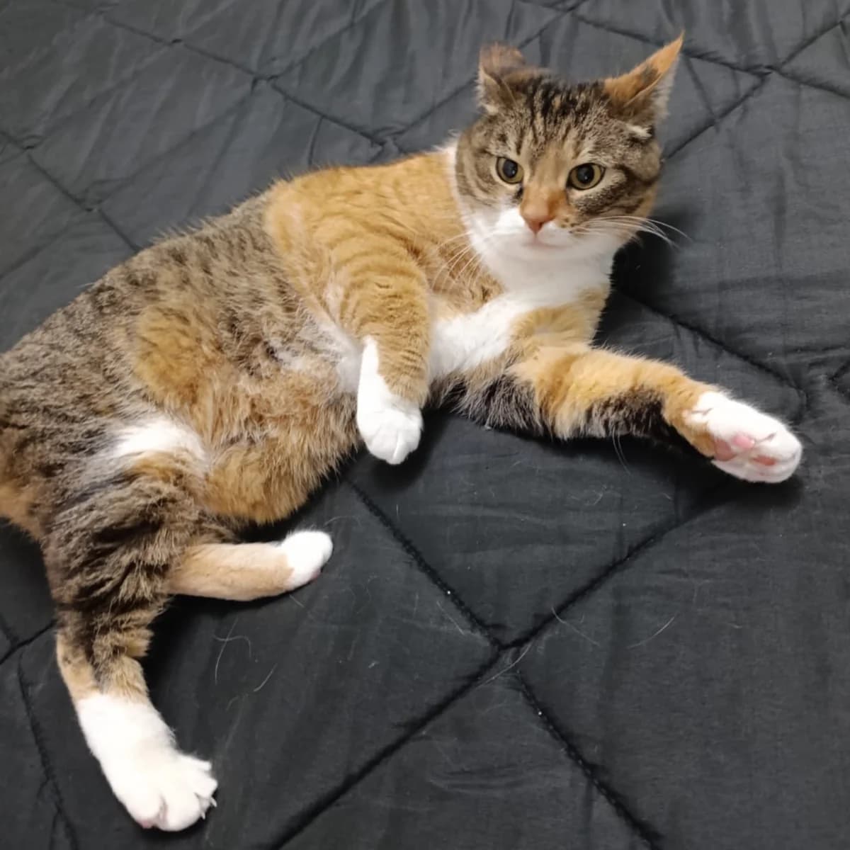 Mia, female Mixed Breed for adoption at Amici Animali Viterbo