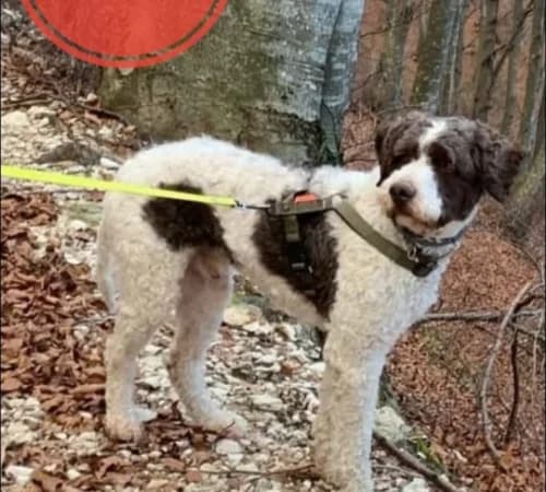 Buck, 5yo mixed breed for adoption at Animalisti Verona ODV, Verona