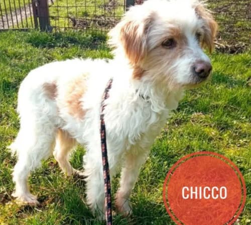 Chicco, male 5yo mixed breed for adoption at Animalisti Verona ODV, Verona