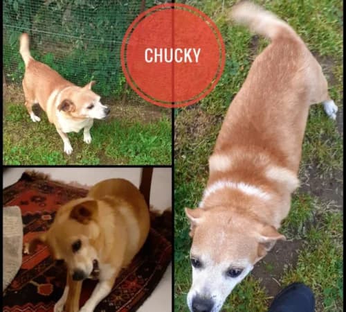Chucky, male senior mixed breed for adoption at Animalisti Verona ODV, Verona