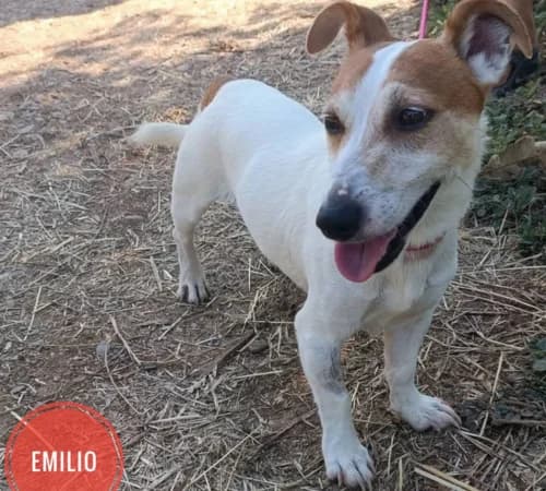 Emilio, 4yo Jack Russell Terrier for adoption at Animalisti Verona ODV, Verona