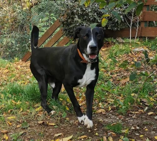 Ettore, 5yo mixed breed for adoption at Animalisti Verona ODV, Verona