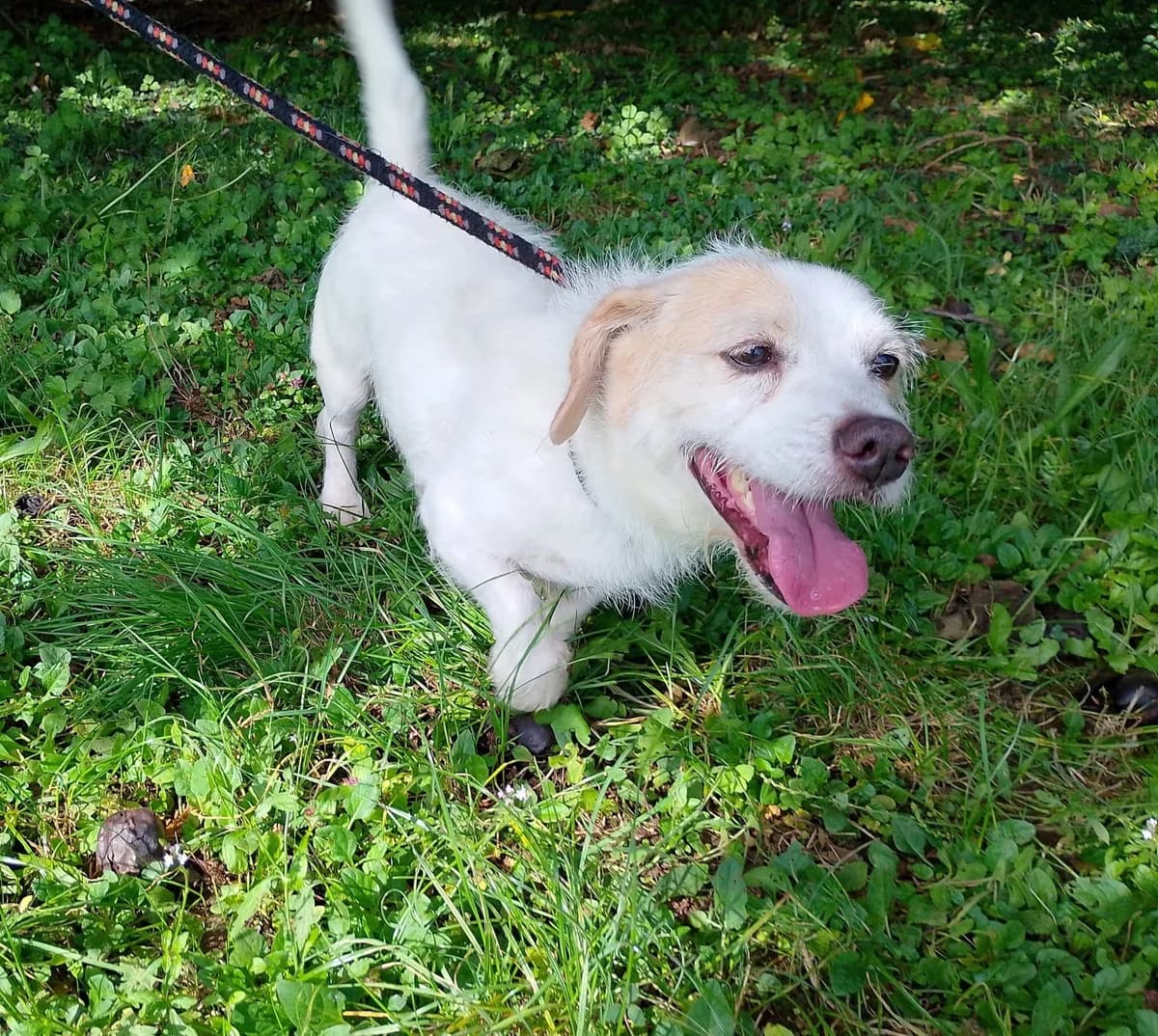 Federico, male Jack Russell Terrier for adoption at Animalisti Verona ODV, Verona