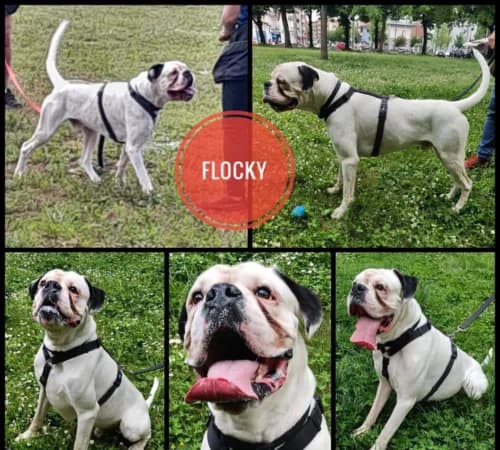 Flocky, male young mixed breed for adoption at Animalisti Verona ODV, Verona