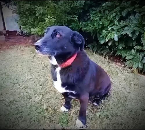 Kaala, female senior mixed breed for adoption at Animalisti Verona ODV, Verona