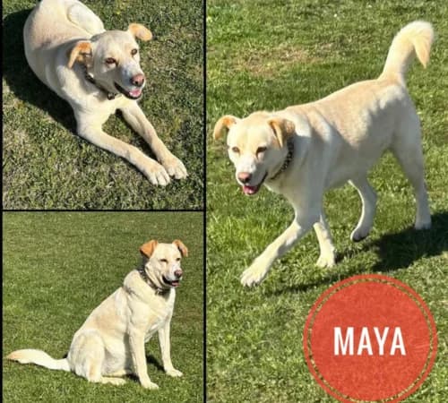 Maya, female 3yo Labrador Retriever for adoption at Animalisti Verona ODV, Verona