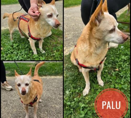 Palu, female senior Chihuahua for adoption at Animalisti Verona ODV, Verona