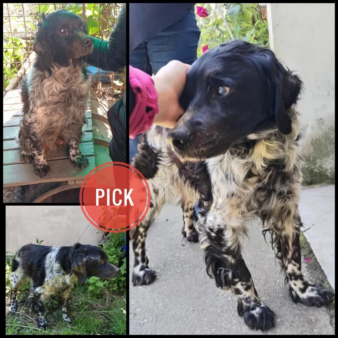 Pick, senior mixed breed for adoption at Animalisti Verona ODV, Verona