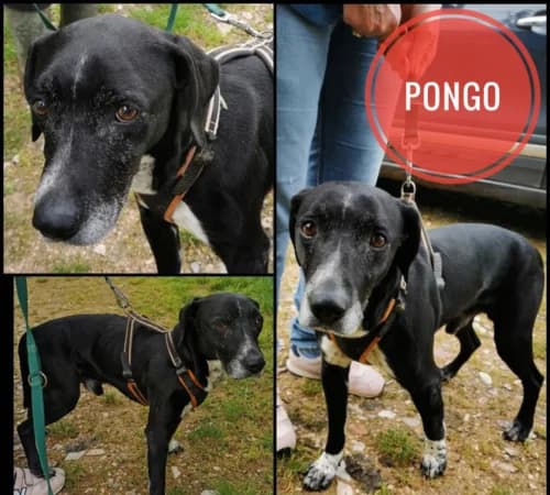 Pongo, male senior mixed breed for adoption at Animalisti Verona ODV, Verona