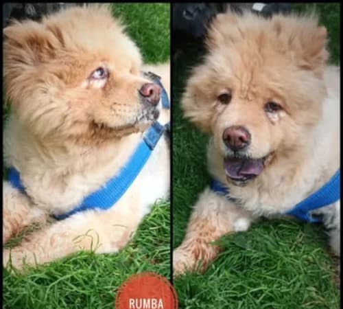 Rocco, senior Golden Retriever for adoption at Animalisti Verona ODV, Verona